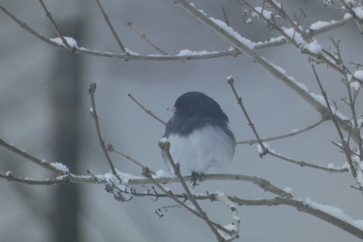 strnadec zimní - ML647578523