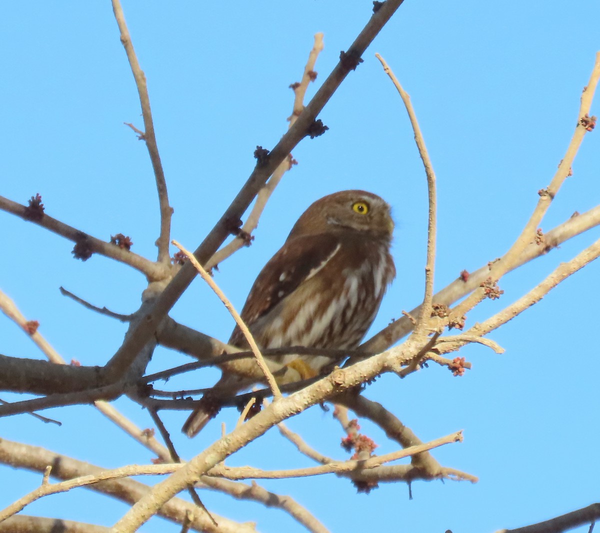 kulíšek brazilský - ML647578524