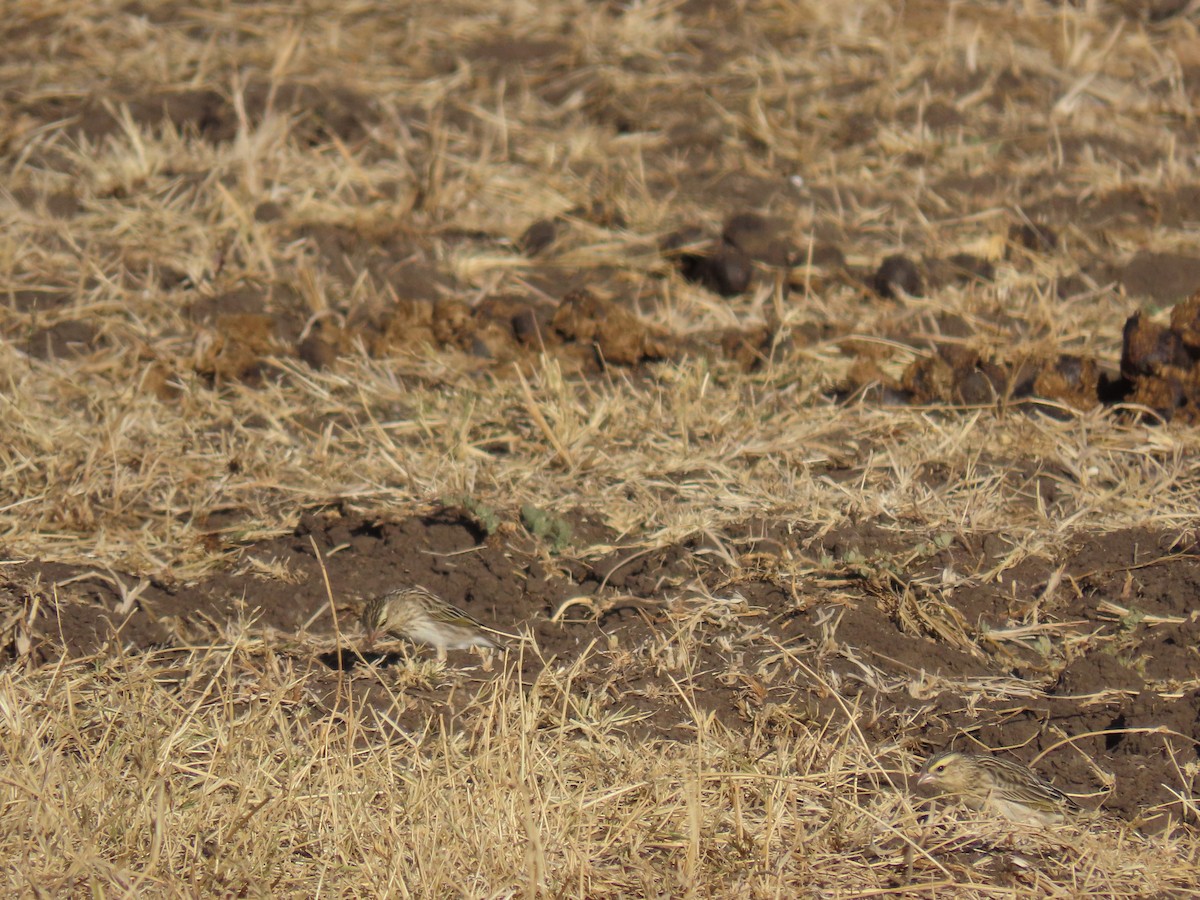 snovač rudozobý - ML647578525