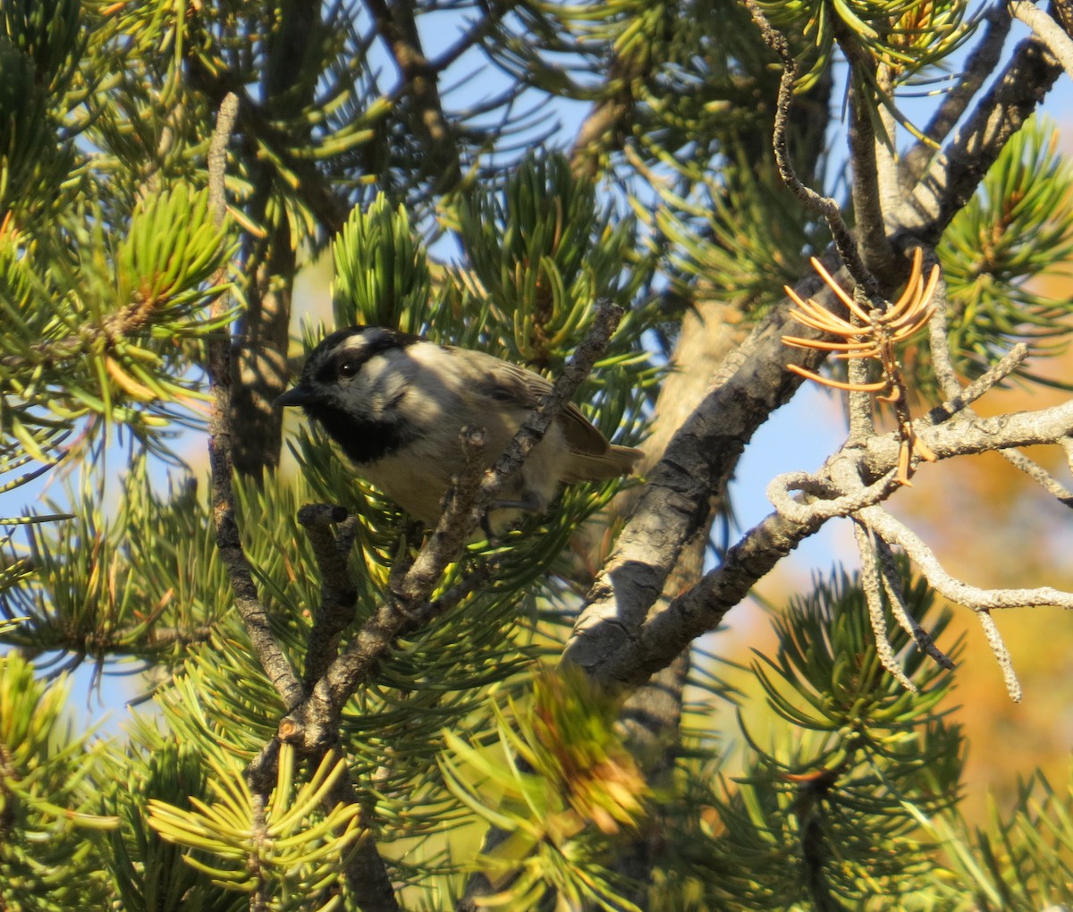 sýkora horská - ML647578526