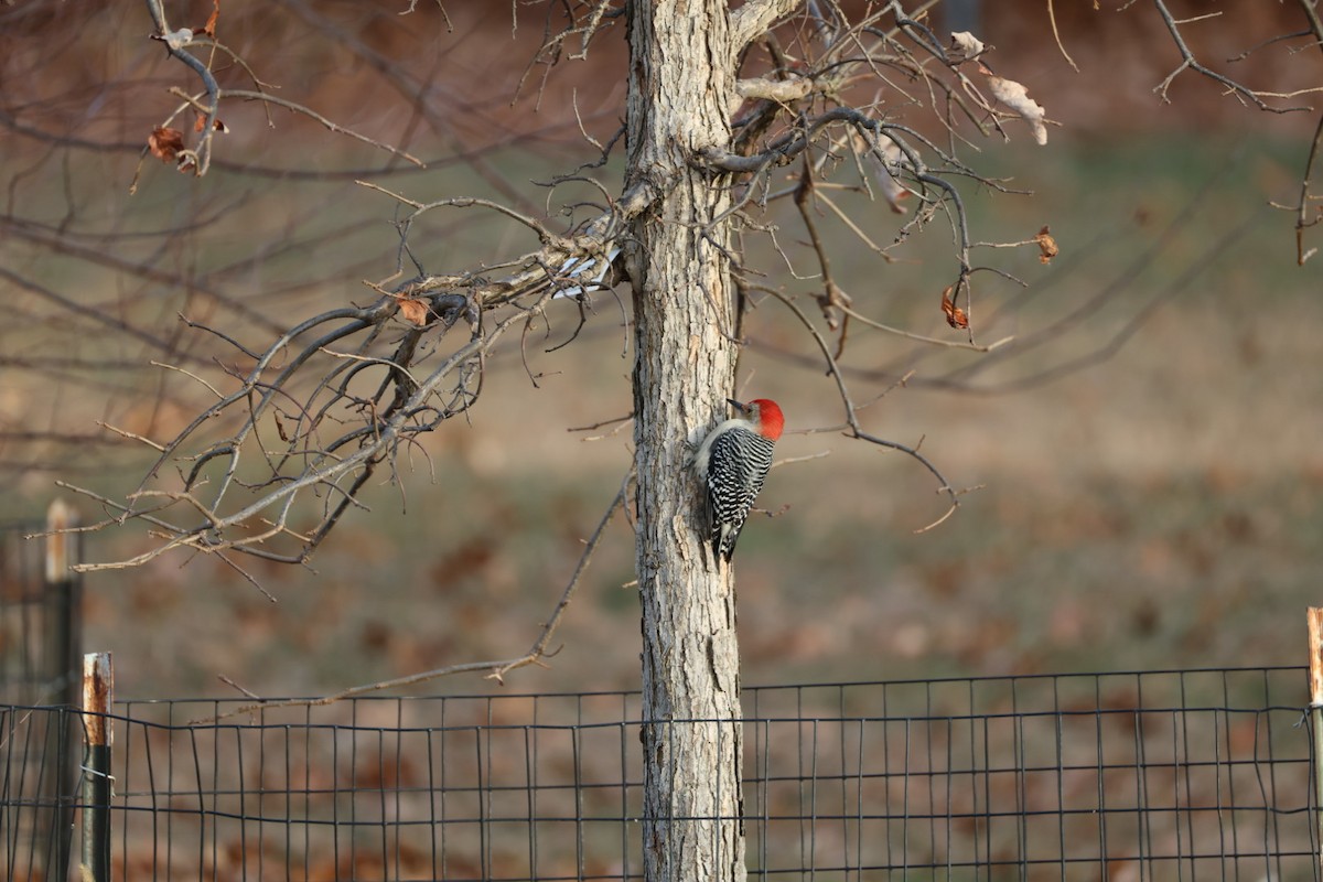 datel karolínský - ML647578527