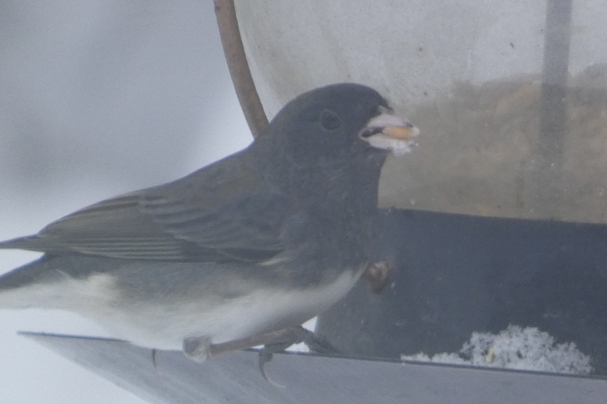 strnadec zimní - ML647578528