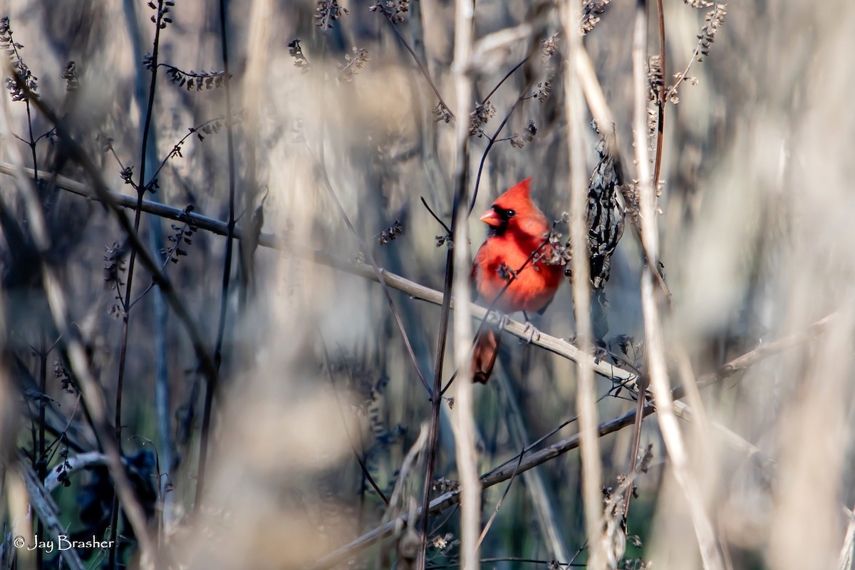 kardinál červený - ML647578529