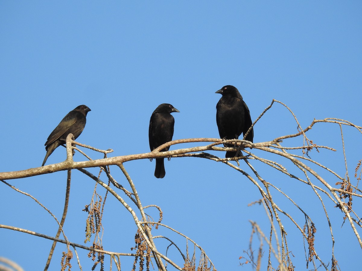 Bronzed Cowbird - ML647578531