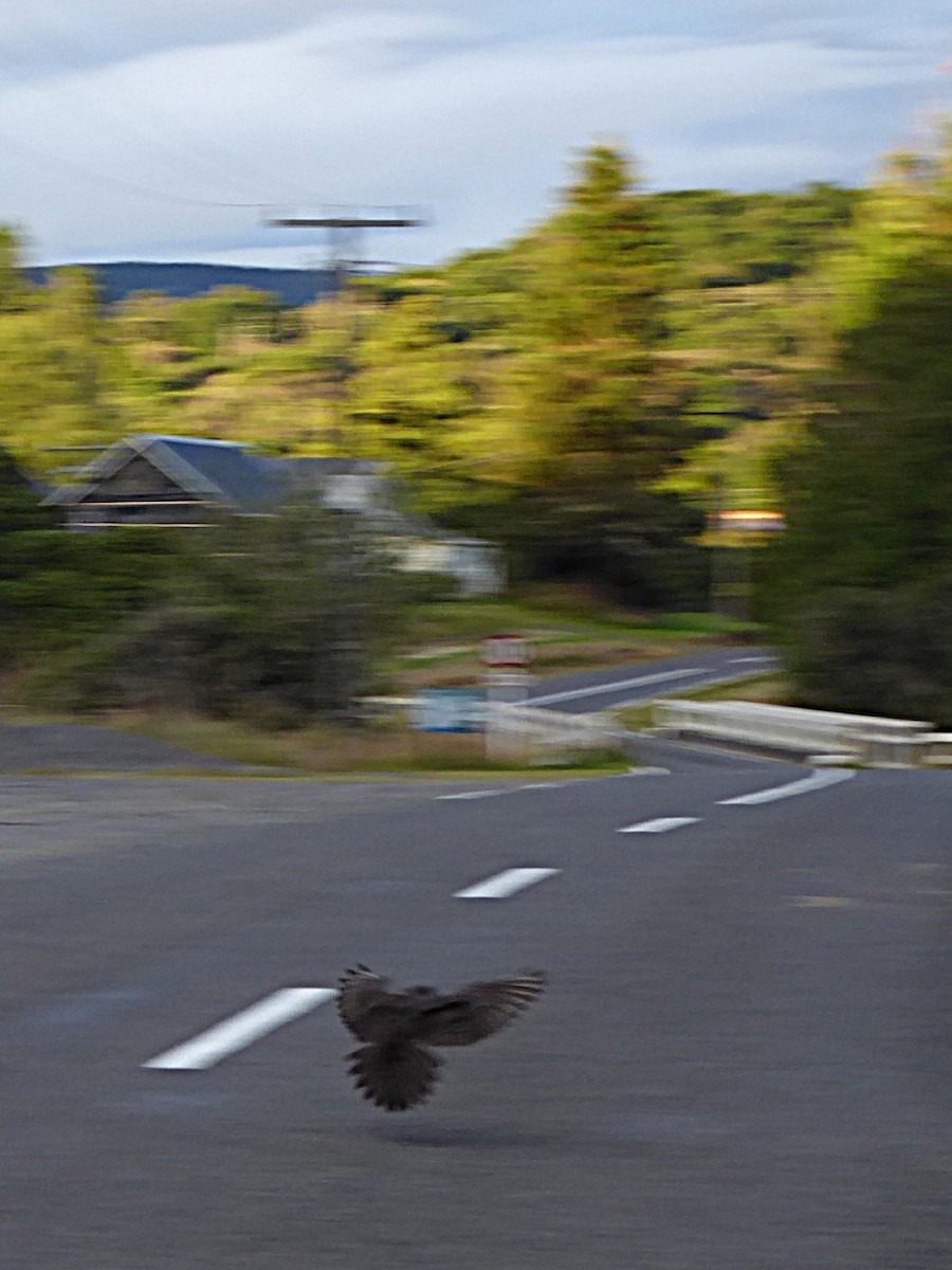 ostříž novozélandský - ML647578532