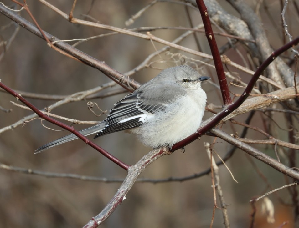 drozdec mnohohlasý - ML647578534