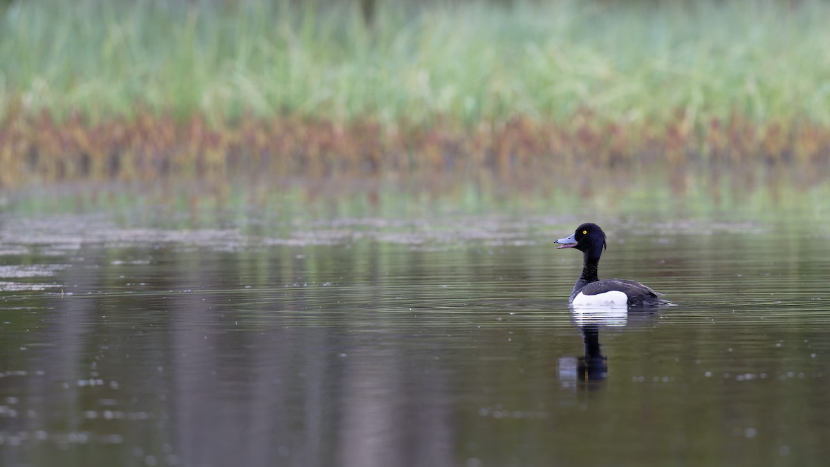 polák chocholačka - ML647578535