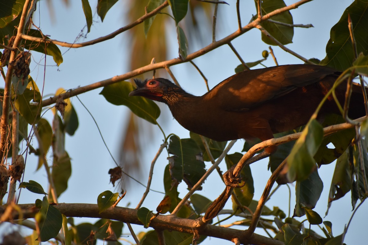 čačalaka rezavobřichá - ML647578537