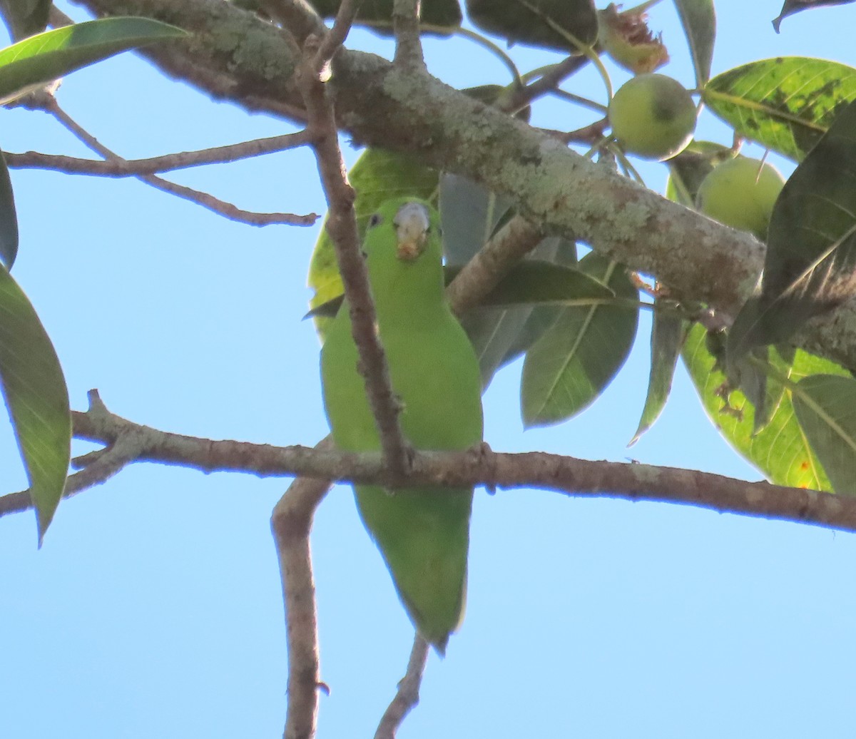 papoušíček mexický - ML647578538