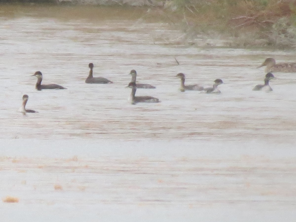 potápka černokrká - ML647578552