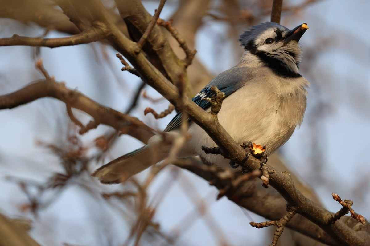 sojka chocholatá - ML647578556