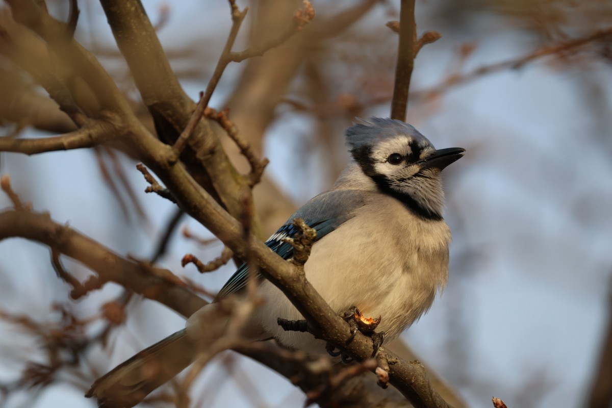sojka chocholatá - ML647578557