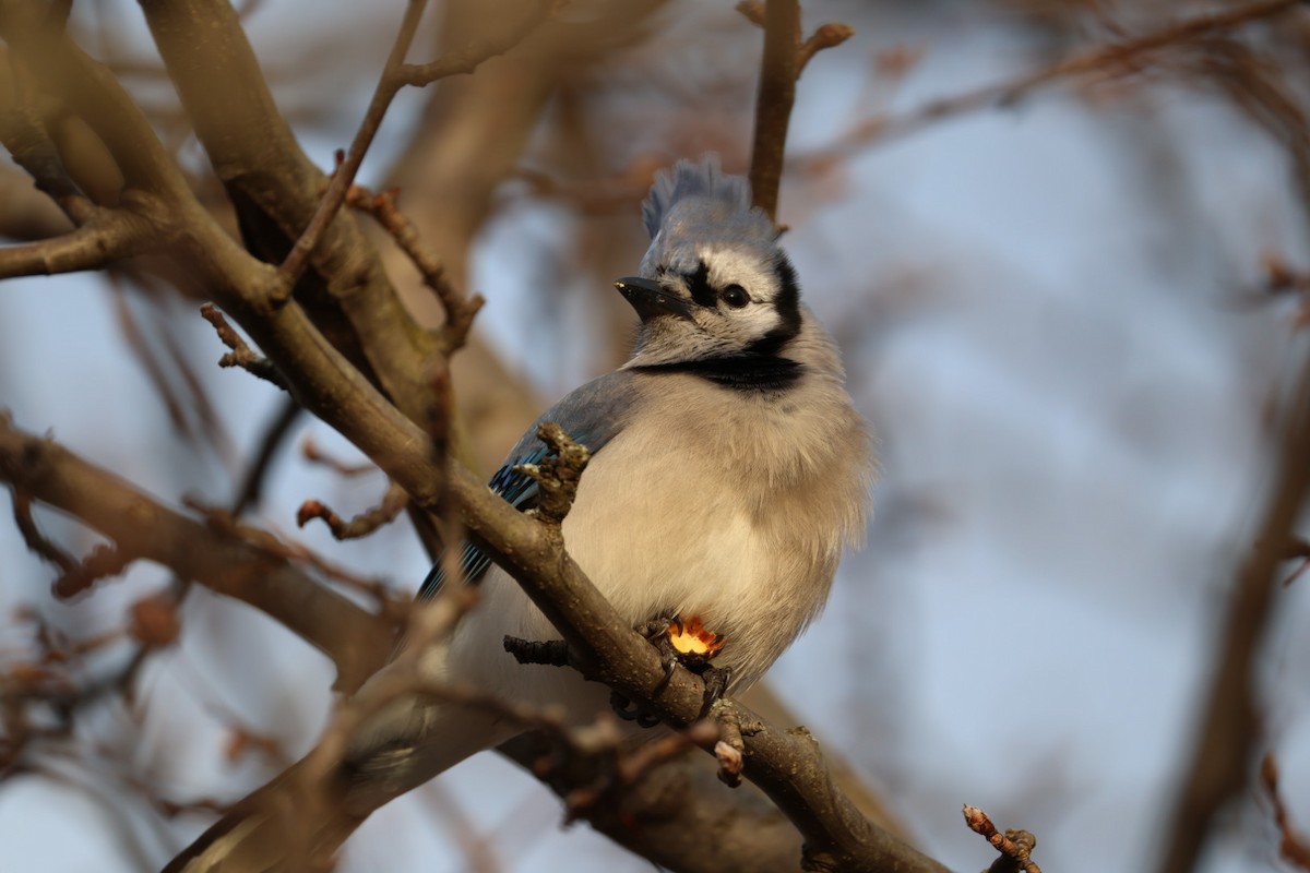 sojka chocholatá - ML647578558