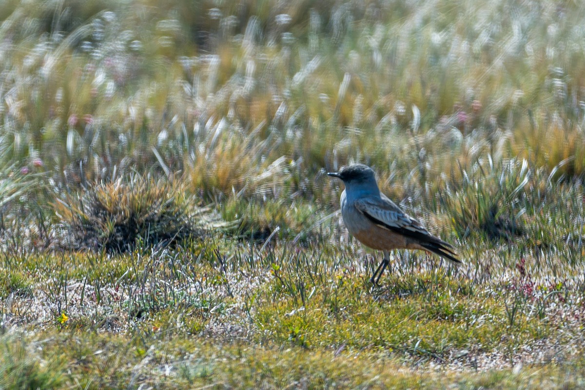 Chocolate-vented Tyrant - ML647578572