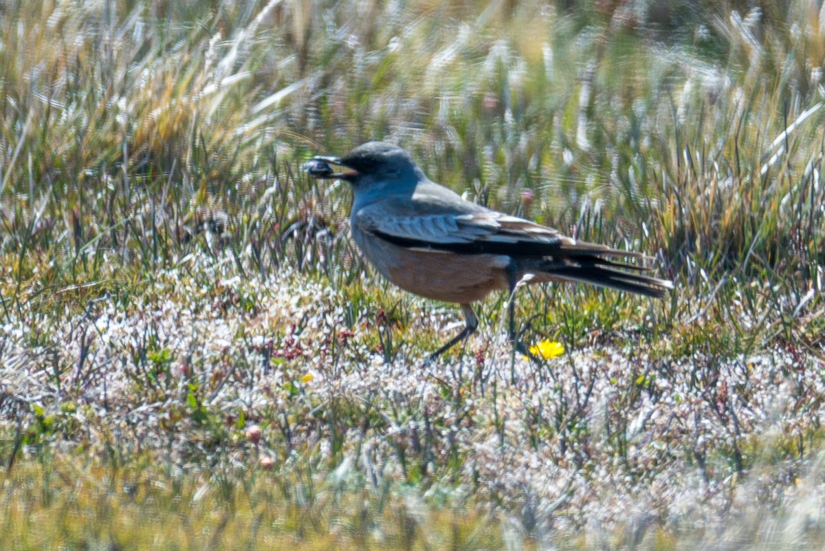 Chocolate-vented Tyrant - ML647578573