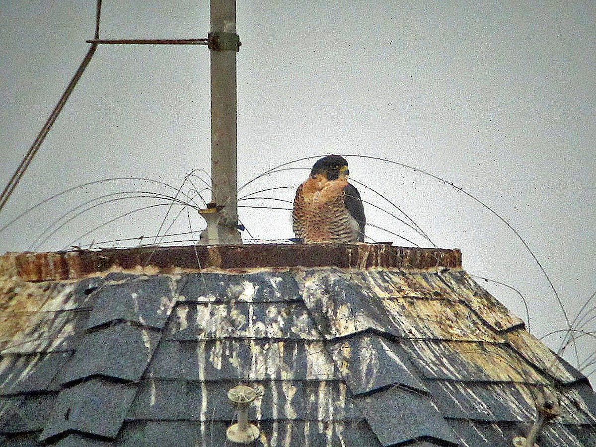 Belatz handia - ML647578580