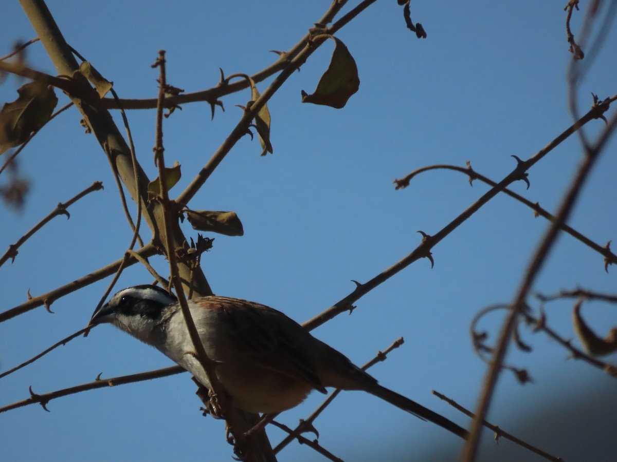 Stripe-headed Sparrow - ML647578590