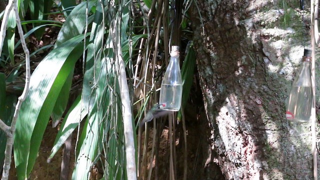 Агиртрія бразильська - ML647578598