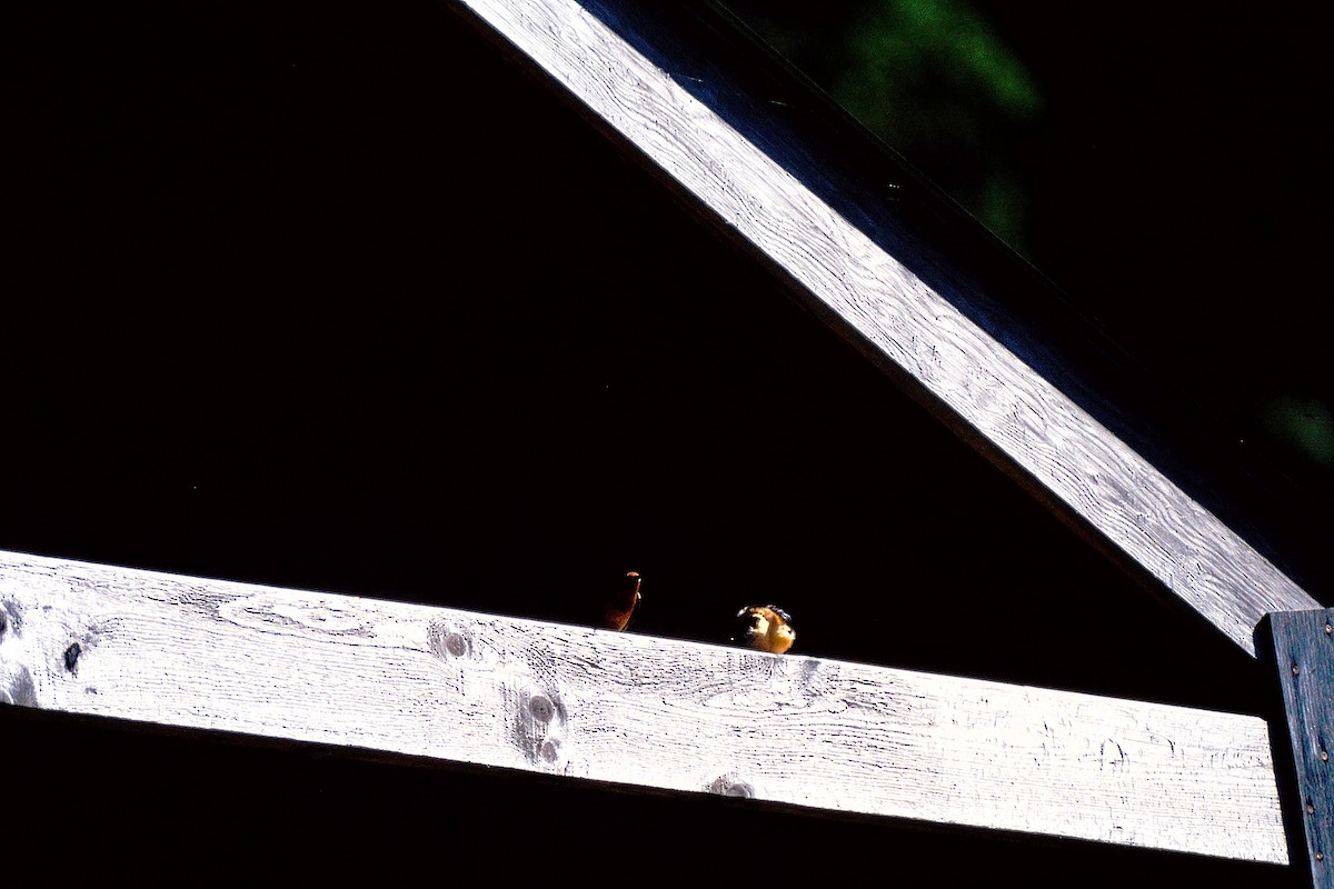 Ластівка сільська - ML647578607