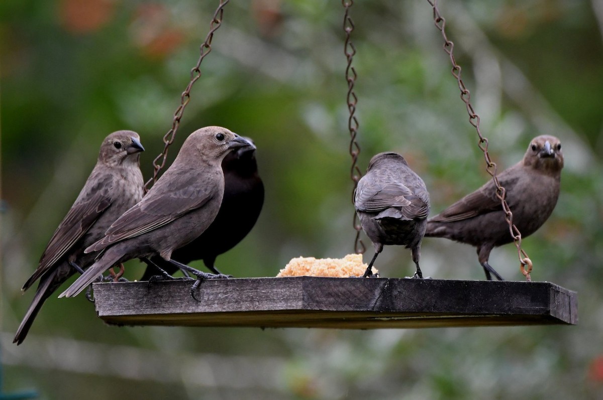 brunhodetrupial - ML647578622