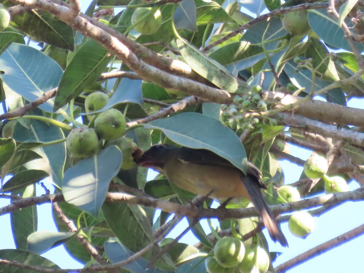 Cinnamon-bellied Saltator - ML647578626