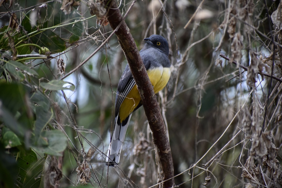 Citreoline Trogon - ML647578635