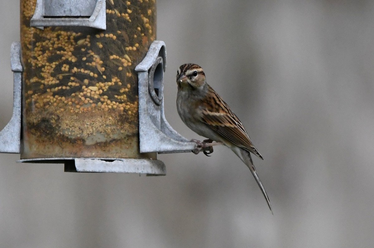 Chipping Sparrow - ML647578639