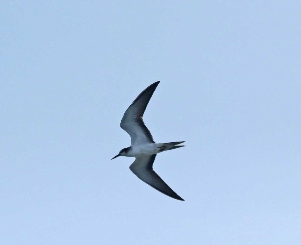 Bridled Tern - ML647578640
