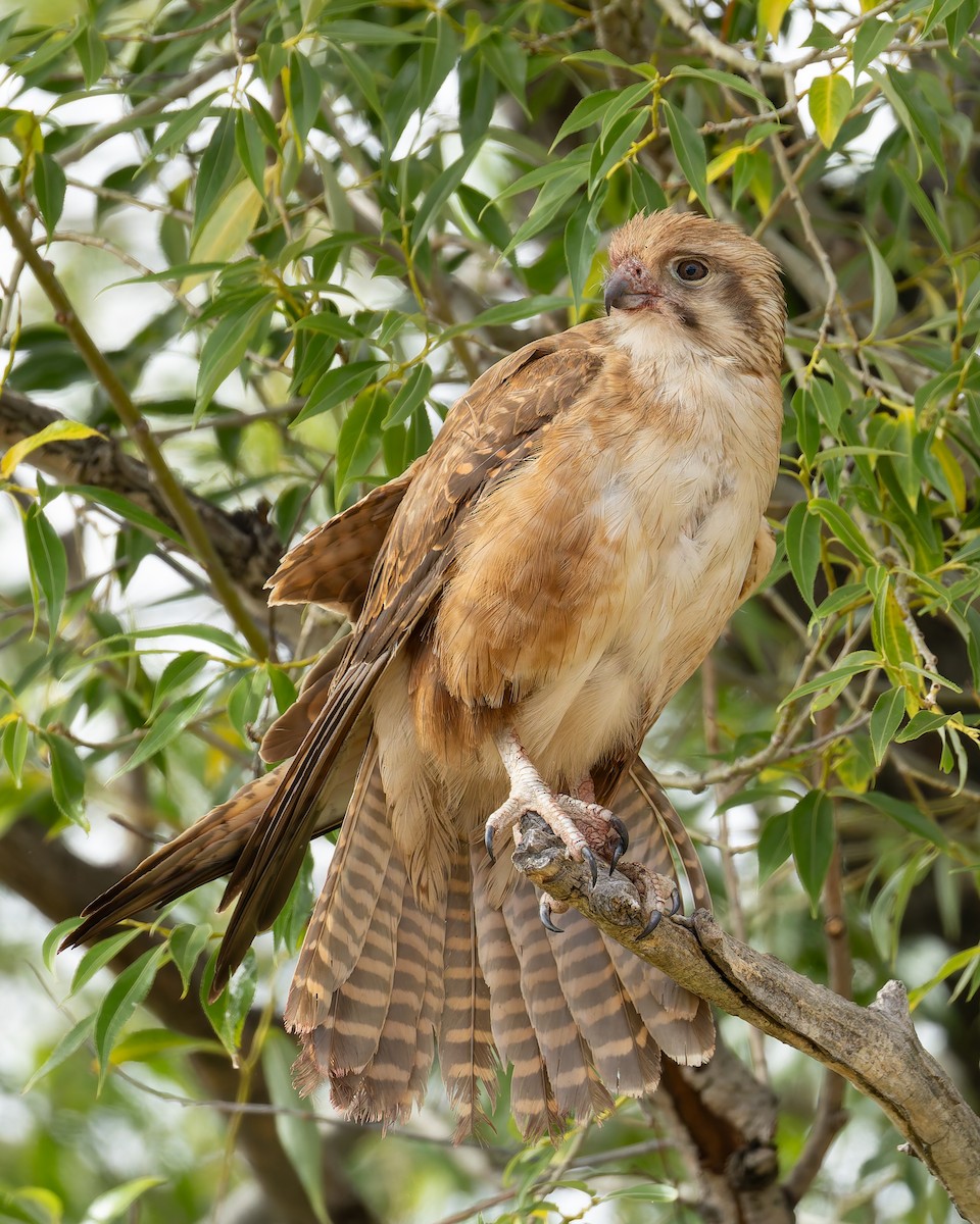Brown Falcon - ML647578649