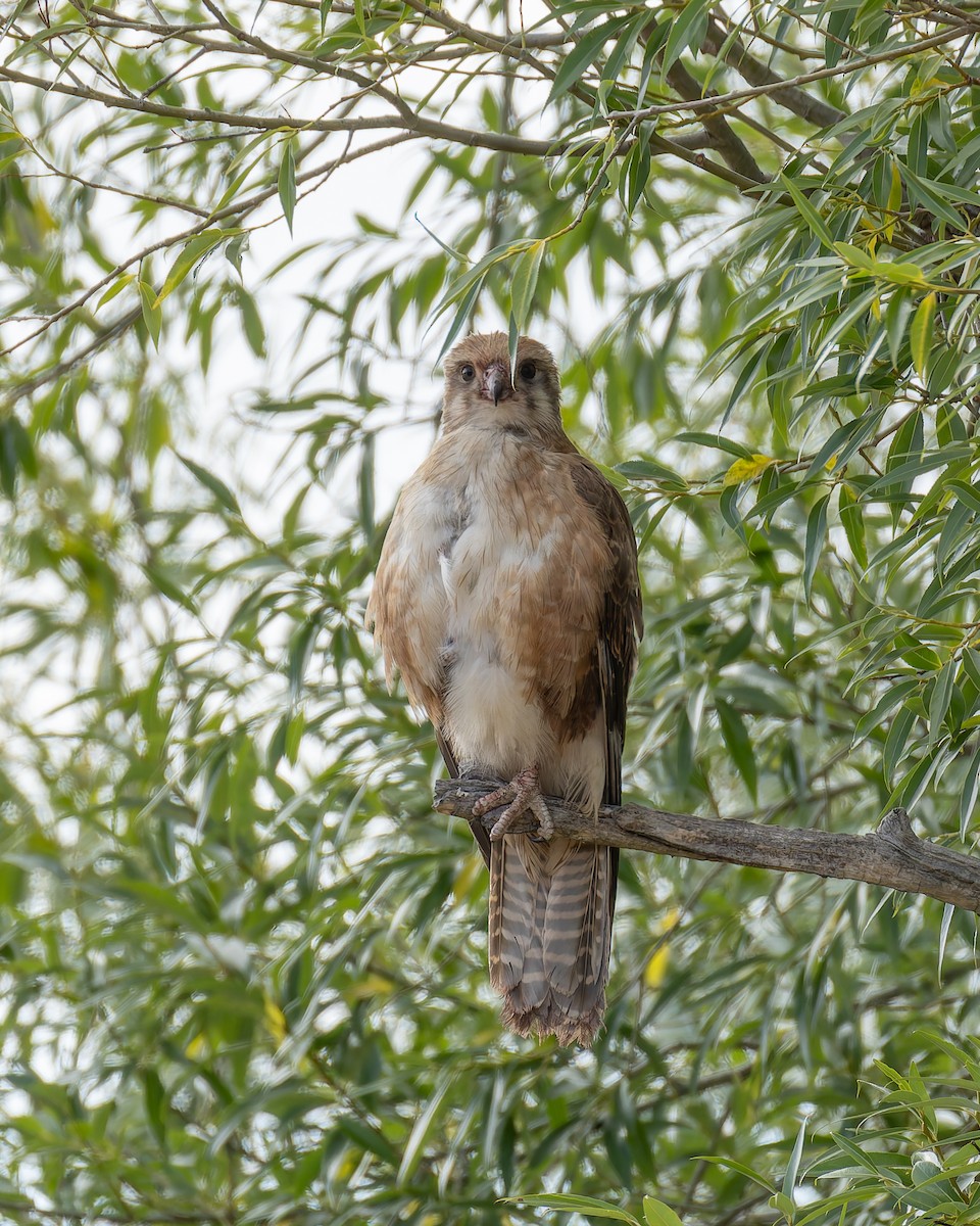 Brown Falcon - ML647578694