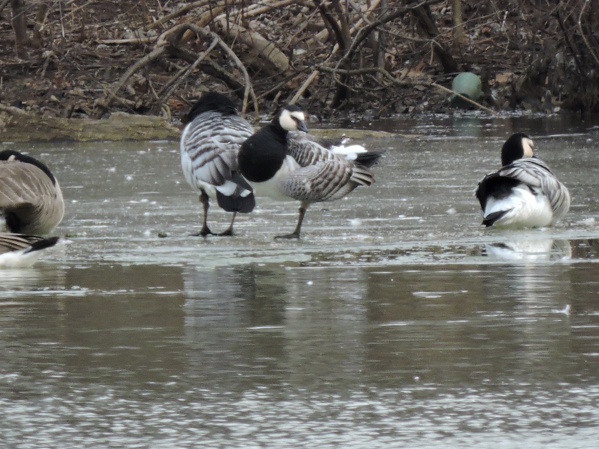 Barnacle Goose - ML647578696