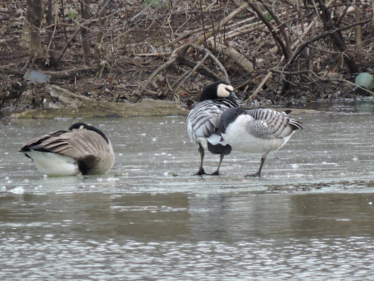 Barnacle Goose - ML647578697