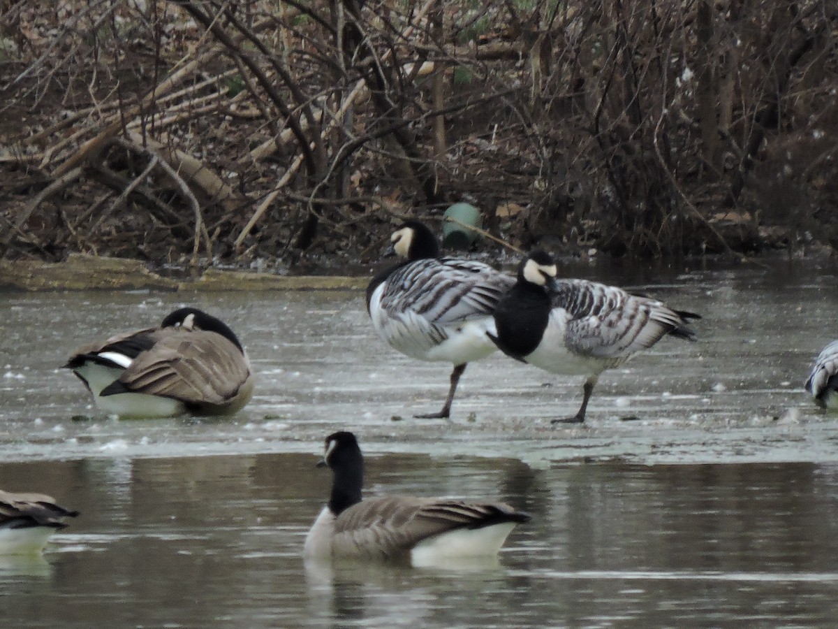 Barnacle Goose - ML647578698