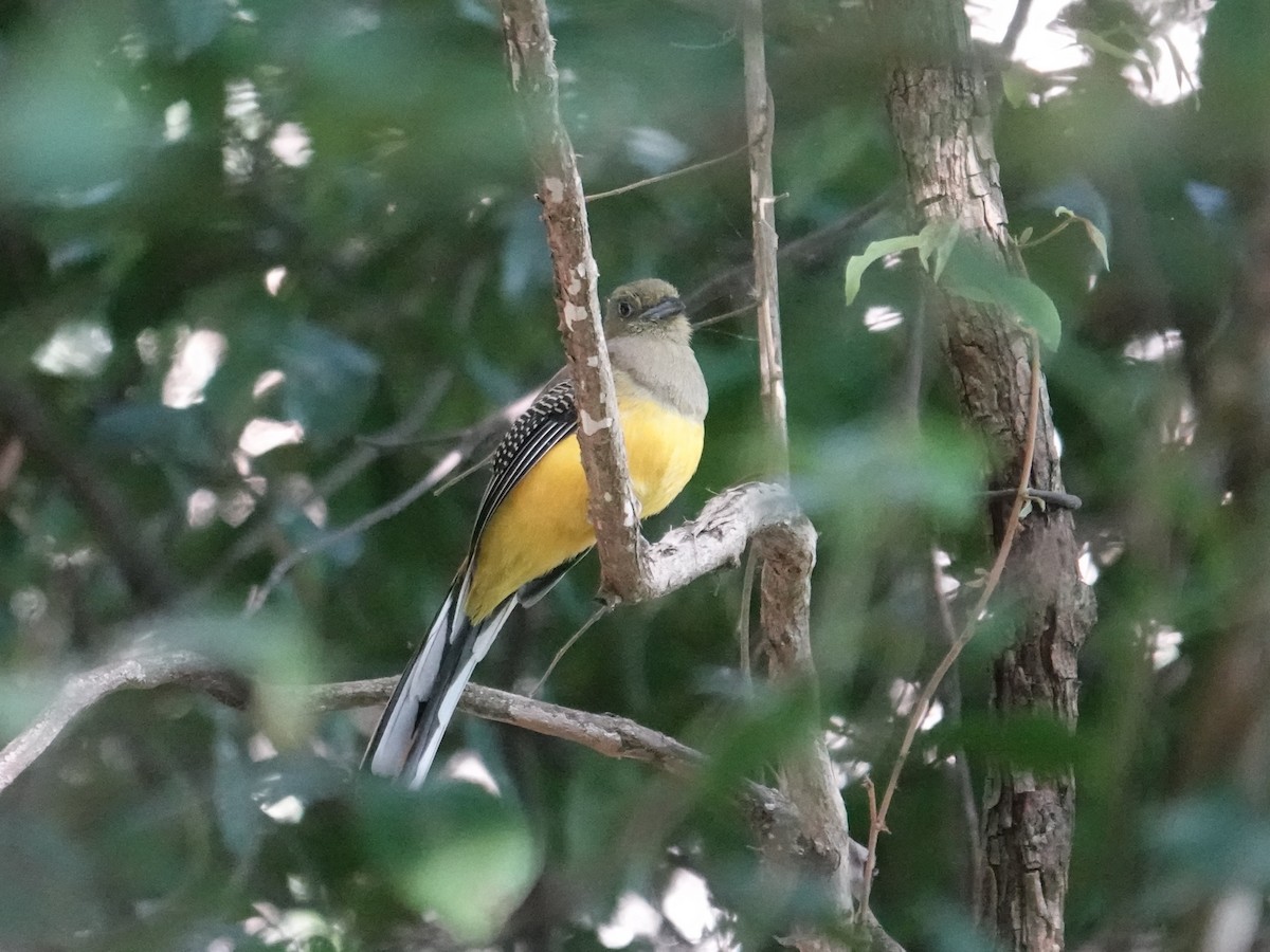 olivenhodetrogon - ML647578703