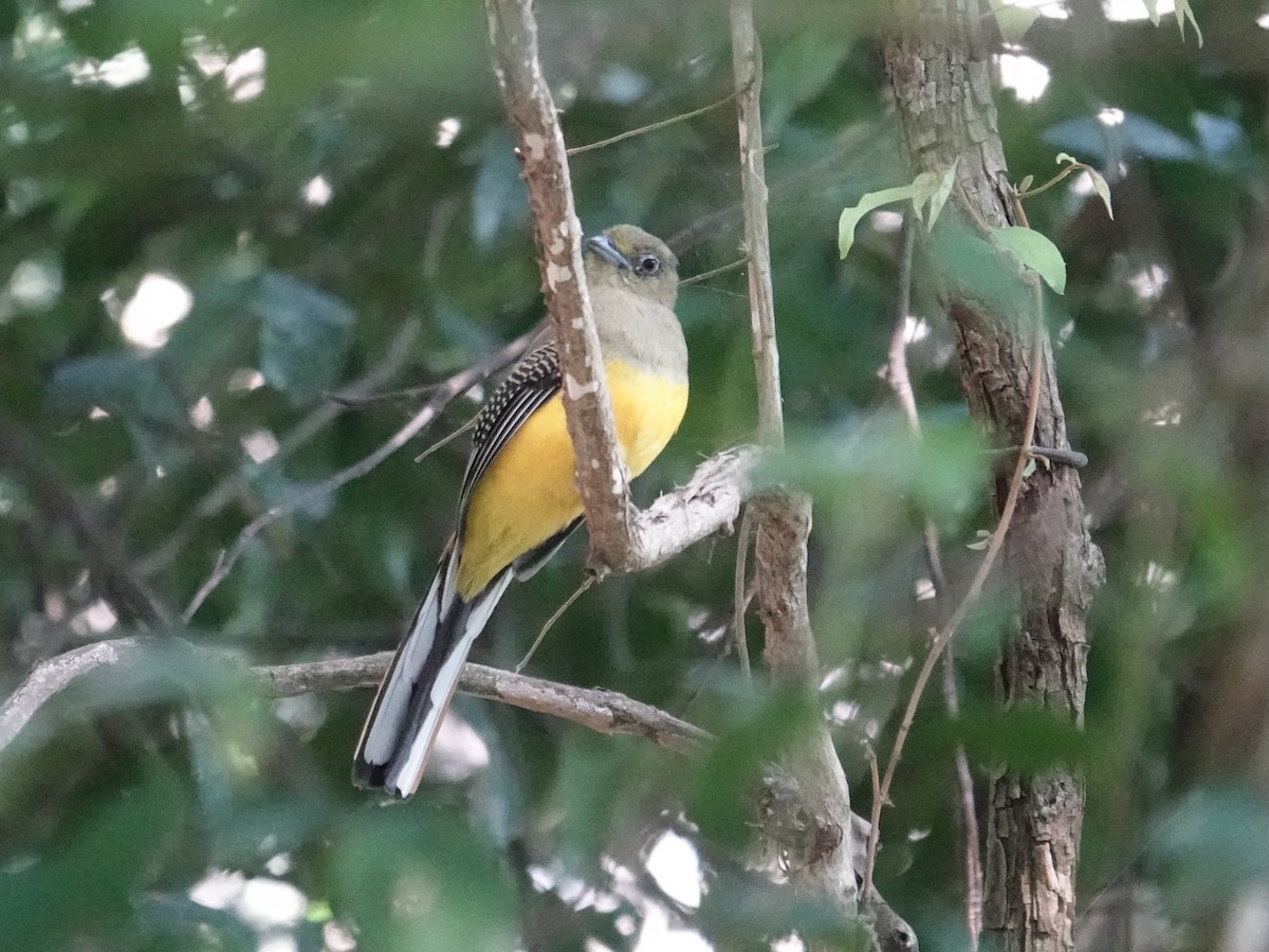 olivenhodetrogon - ML647578704