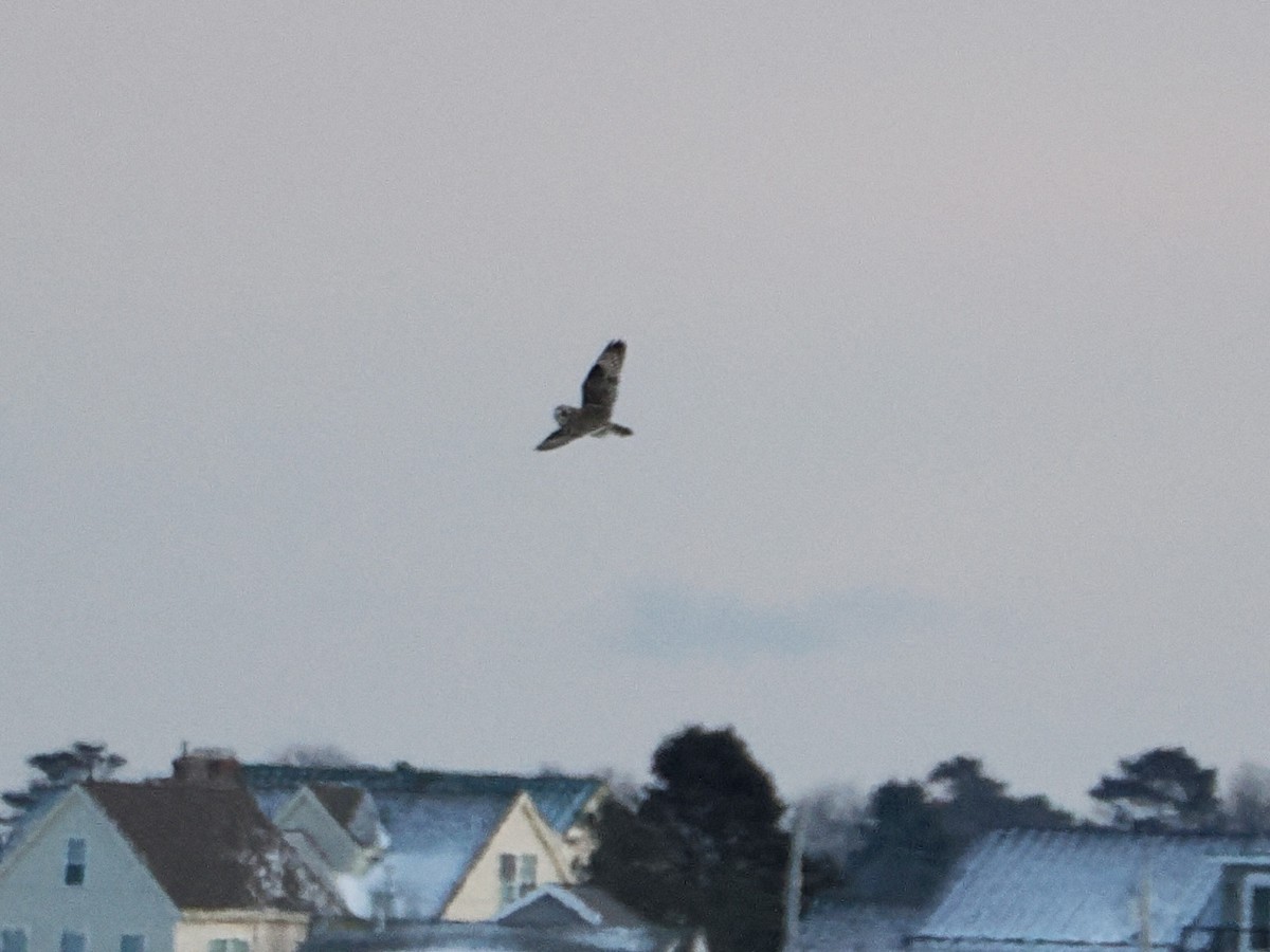 Gufo di palude - ML647578705