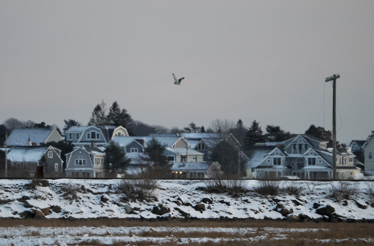 Gufo di palude - ML647578706