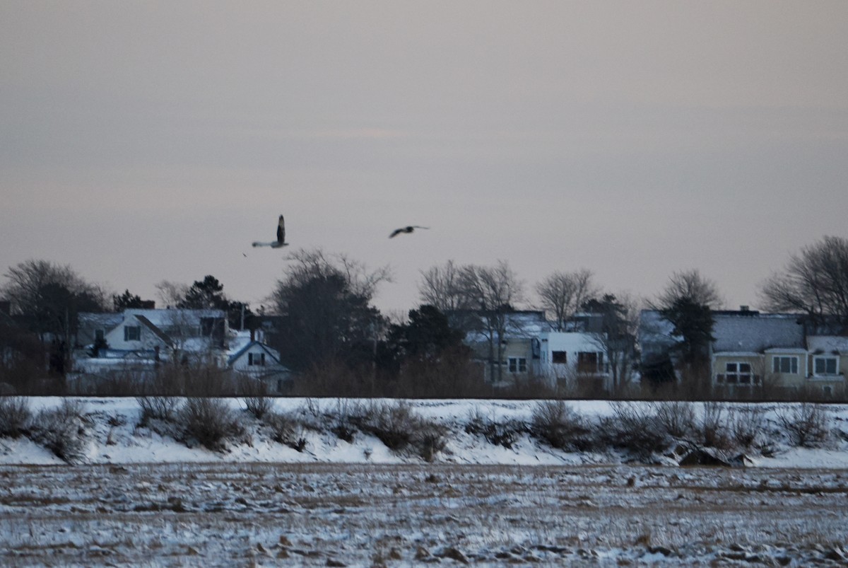 Gufo di palude - ML647578707