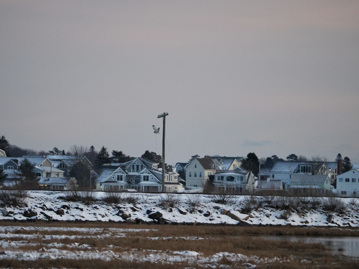 Gufo di palude - ML647578708