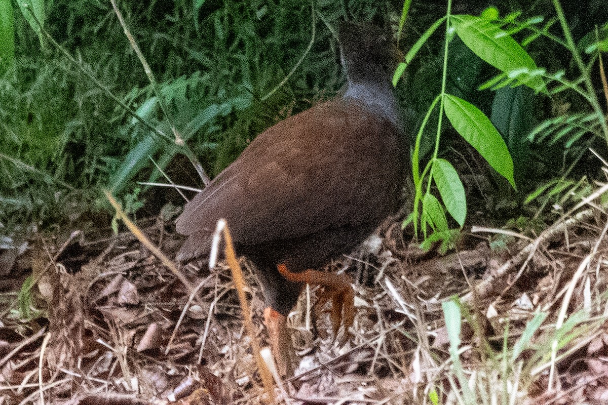 Orange-footed Megapode - ML647578729