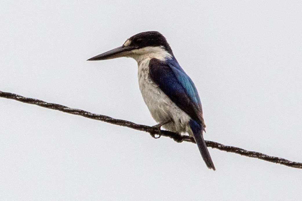 Forest Kingfisher - ML647578734