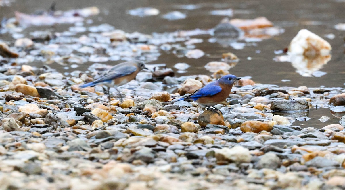 Eastern Bluebird - ML647578753