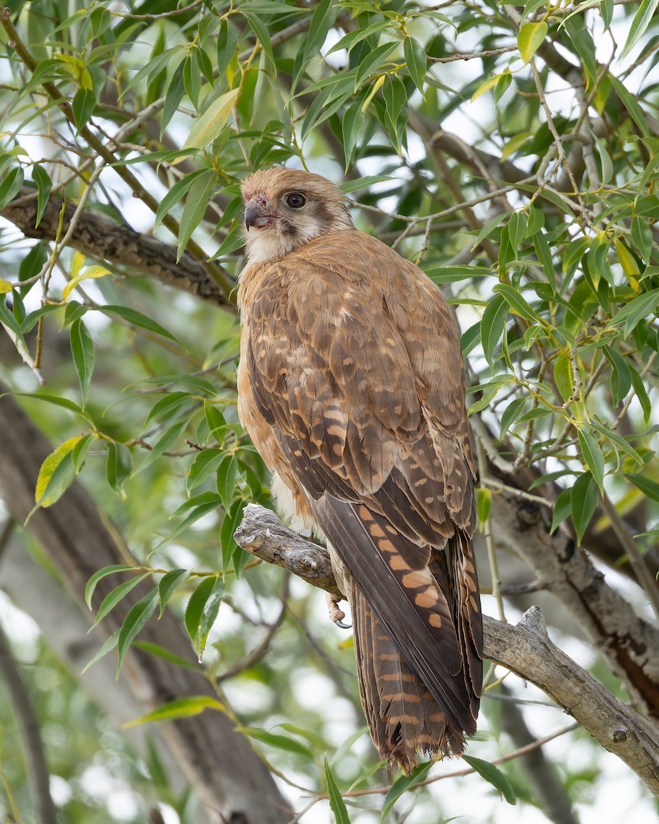 Brown Falcon - ML647578765