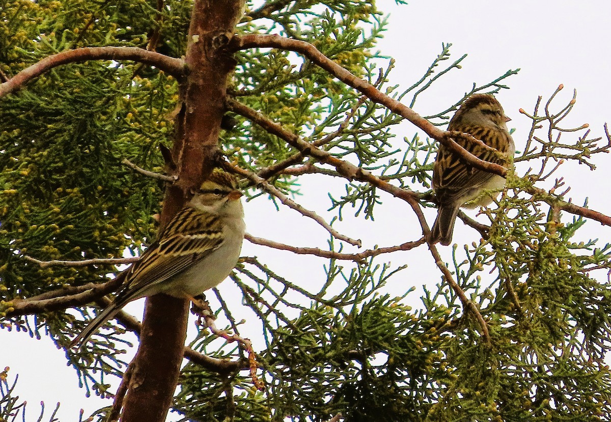 Chipping Sparrow - ML647578771