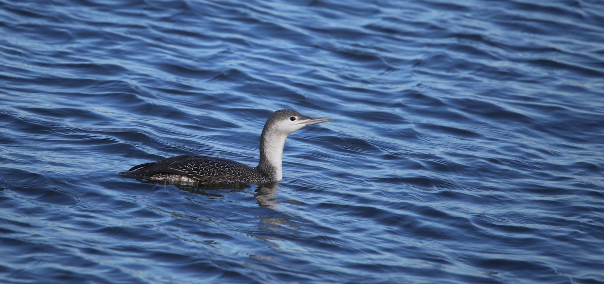 紅喉潛鳥 - ML647578773