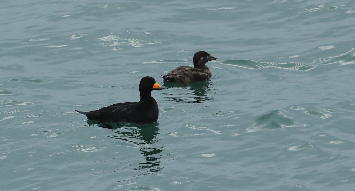 Ahatebeltz amerikarra - ML647578786