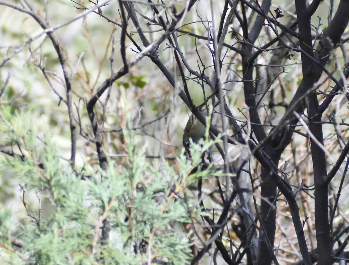 Roitelet à couronne rubis - ML647578792