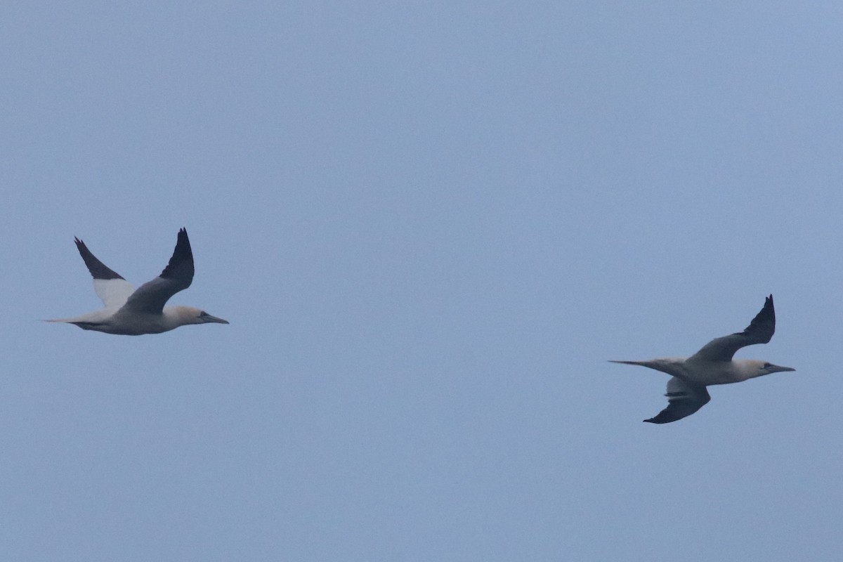 Northern Gannet - ML647578805