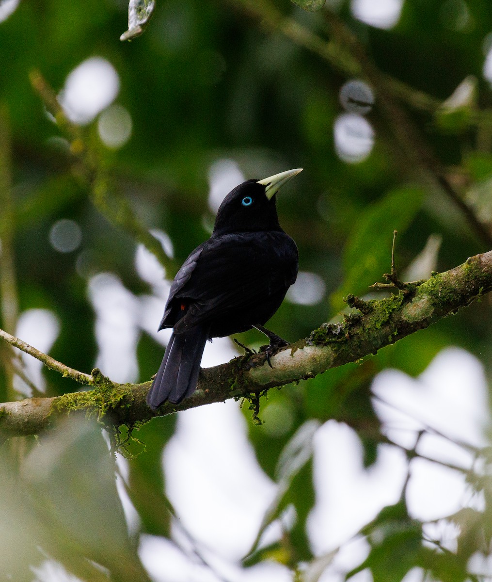 Cassique à dos rouge - ML647578814