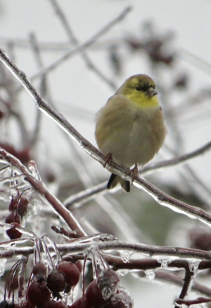 Chardonneret jaune - ML647578815